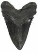 Large, Fossil Megalodon Tooth #56827-2